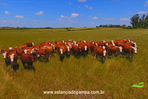 800 Hectares.00_02_31_12.Quadro011_df1c55703a7b5355883e20bb14d1fb3edd4e6e0f.png